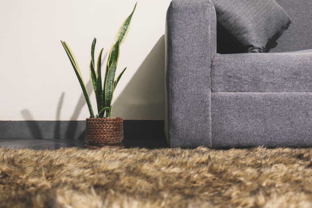 Zdjęcie przedstaiwa roślinę o nazwie sansewieria, która znajduje się w doniczce. Stoi na dywanie obok kanapy.